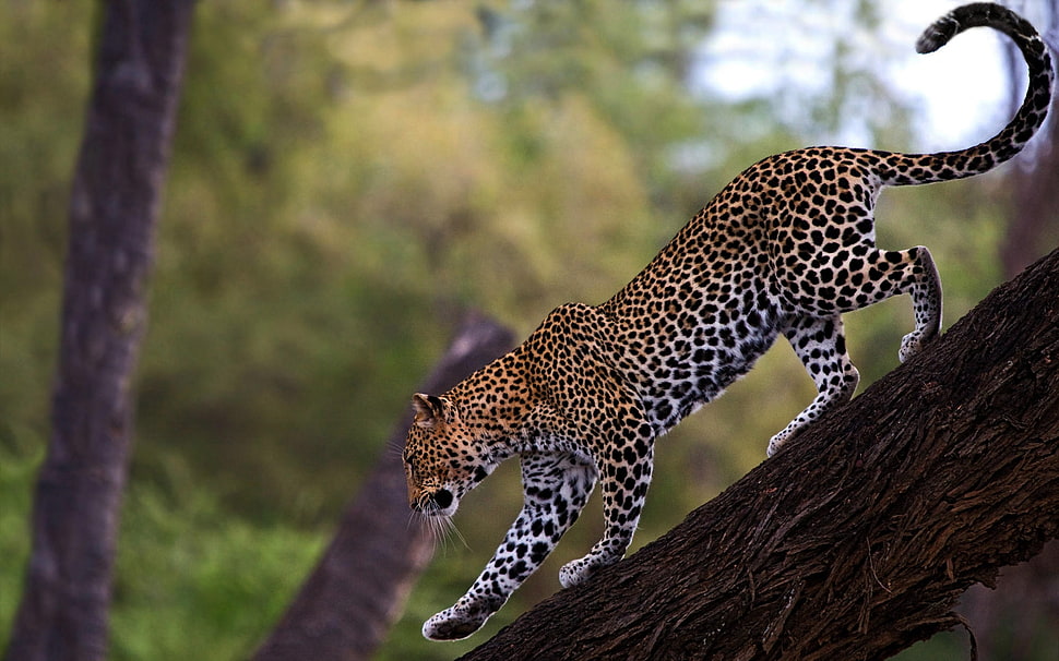 leopard wildlife photography HD wallpaper